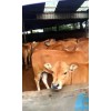 哪里有样西门塔尔牛的 纯种鲁西黄牛小牛犊出售免费运输