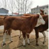 优质西门塔尔牛牛犊价格 批发出售 免费运输
