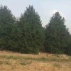 白皮松苗圃基地 陕西2米白皮松 2.5米蓝田白皮松 白皮松 厂家直销 价格优惠
