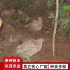 野鸡珍禽和家禽养殖养殖基地品种多样独特养殖方案