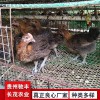 野鸡珍禽和家禽养殖养殖基地哪里有鸡苗批发