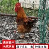 黄埔肉鸡珍禽和家禽养殖养殖基地哪里有鸡苗批发