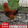 黄埔肉鸡珍禽和家禽养殖养殖基地哪里有鸡苗批发