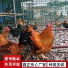黄埔肉鸡珍禽和家禽养殖养殖基地哪里有鸡苗批发