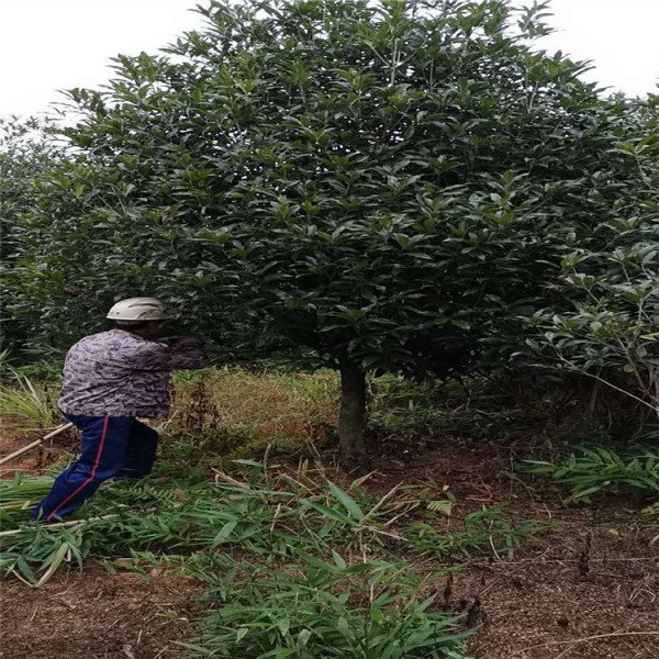 12公分低分枝丹桂  造型低分枝丹桂 景观低分枝丹桂苗 芳廷园林