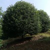 1.5米分枝15公分丹桂 景观丹桂苗 精品丹桂 芳廷园林