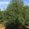 2.5米白皮松_白皮松工程_钰尚白皮松小苗