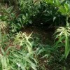 黄精三年苗，基地直销，包技术，包回收