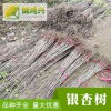 19公分银杏树价格表-基地直发银杏树-锦鸿兴