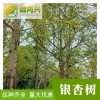 实生银杏树经销商-实生苗木嫁接苗-锦鸿兴-银杏树小苗