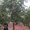惊雷银杏各种规格玉兰 供应园林绿化玉兰树 长期供应