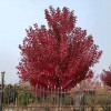 美国红枫园林用途 京雷 规格齐全 常年供应美国红枫 15公分美国红枫