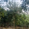 黄花风铃木.黄花风铃木基地.黄花风铃木价格