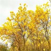 黄花风铃木报价 多花黄花风铃木批发 风景树 行道树 漳州基地直供