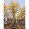 多花黄花风铃木 多花风铃木基地 黄花风铃木多花批发