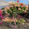 大量批发 多色三角梅报价 大量种植销售 盆栽基地