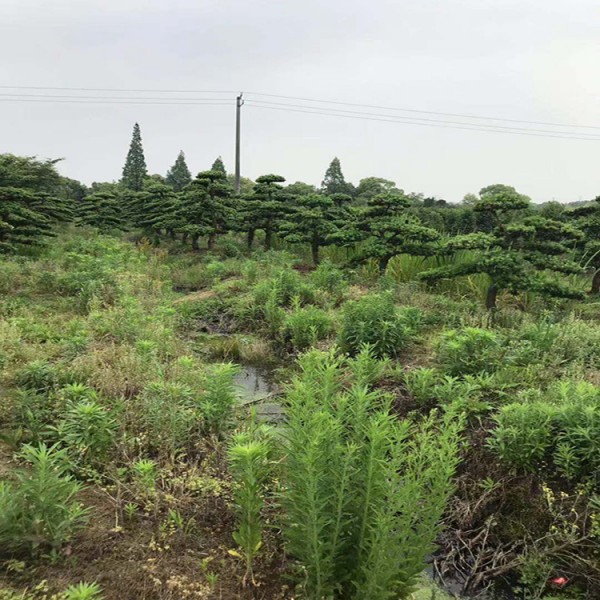 宏源苗木造型盆景 罗汉松  热销造型罗汉松基地  精品造型罗汉松基地