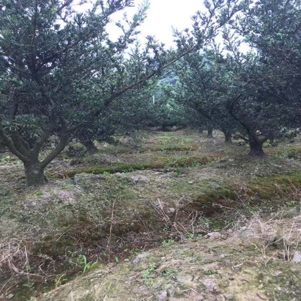 宏源苗木造型盆景 罗汉松  厂家直销落叶松造型  基地直销 罗汉松 