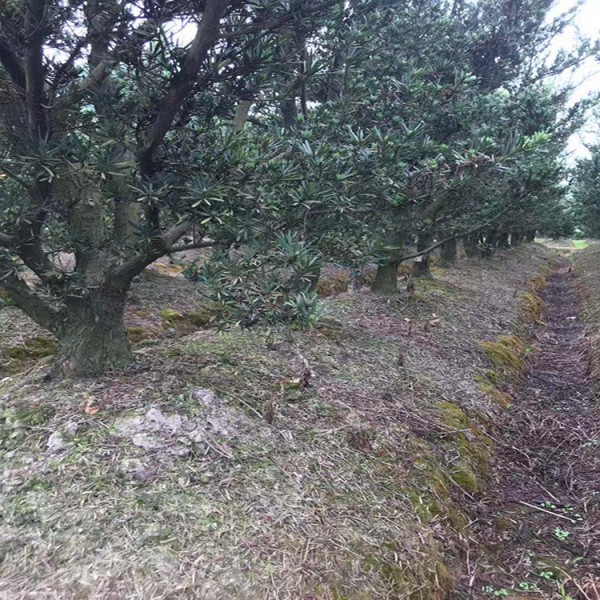 宏源苗木造型盆景 罗汉松  厂家直销落叶松造型  基地直销 罗汉松 