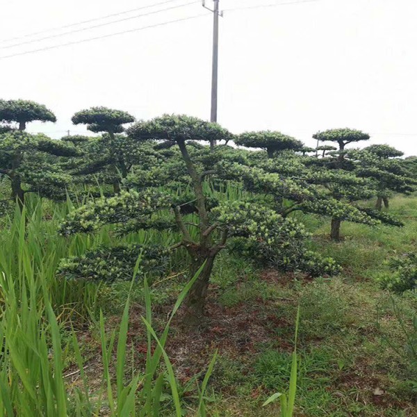 宏源苗木造型罗汉松 造型树 庭院绿化风景树造型树苗罗汉松 罗汉松的造型  