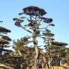 造型松（1）