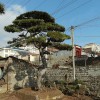 造型松（2）