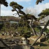 造型松（4）