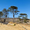 精品景观松（1）
