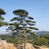 精品景观松（2）