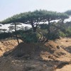 精品景观松（3）