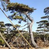 造型油松（1）