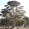 造型油松（3）