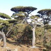 造型油松（5）