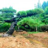 造型油松的价格