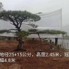 常色叶黑松树苗木基地-观叶造型精品黑松批发价格-苗圃直销-规格齐全