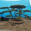 景观造型油松苗木基地