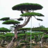精品景观松-造型油松