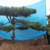 景观造型油松价格-迎客松造型黑松苗木基地