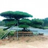 造型油松树批发价格-造型黑松苗木基地