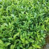 奶白茶 安吉奶白茶 百川茶苗 奶白茶茶批发 苗圃直供 量大从优