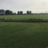 湖北黄冈浠水 马尼拉草坪 吸收大量的热辐射 混播黑麦草草皮采购