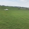 大量供应 沙培百慕大 草坪草皮 基地直销 沙培百慕大报价