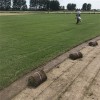 马尼拉草皮 矮生百慕大草坪 批发价格 欢迎咨询