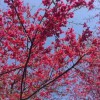 牡丹樱花地栽苗 进口樱花 台湾牡丹樱大树价格