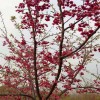 八重寒绯樱 中国红樱花地苗 牡丹樱量大从优 天佑家庭苗木