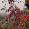 台湾牡丹樱 台湾牡丹樱花小苗报价 量大从优 天佑家庭苗木