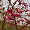 红花樱花 台湾钟樱花 牡丹樱量大从优 天佑家庭苗木