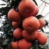 红美人柑橘苗